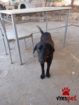 Ράτσα: Άγνωστο - Ημίαιμο | Ηλικία: 1 έτους | Φύλο: Αρσενικό | Αρ. Microchip: - | Ημίαιμο | Περιοχή: Νέα Σμύρνη, Αττική